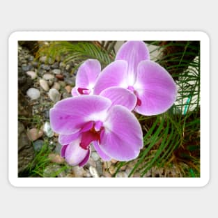 Lavender Orchid Sticker